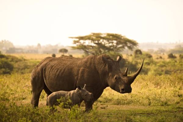 Tanzania, Especial Puente de la Purísima